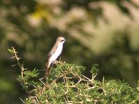 Red-tailed Shrike (Isabellatörnskata) - Lanius isabellinus