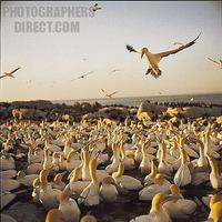 ...Cape gannet coming in to land at the colony on Bird Island . West Cape . South Africa . stock ph