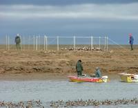 Catching     geese! Geese moult their flightfeathers all at the same time, during the