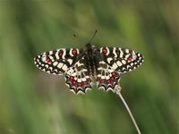 Festoon, Spanish