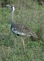 Hartlaub's Bustard p.116