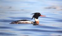 바다비오리 Red-breasted Merganser Mergus serrator