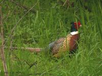 Ring-necked Pheasant Phasianus colchicus 꿩