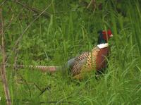 Ring-necked Pheasant Phasianus colchicus 꿩