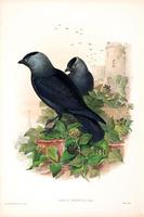 Richter after Gould Jackdaw (Corvus monedula)