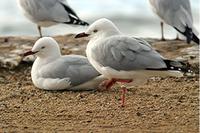 Silver Gulls