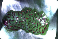 : Dendropsophus ebraccatus