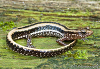 : Eurycea guttolineata; Three-lined Salamander