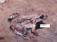 : Leptodactylus podicipinus