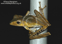 : Polypedates otilophus; File-eared Tree Frog