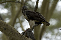 : Buteo augur; Augur Buzzard