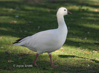 : Chen rossii; Ross's Goose