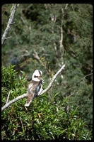 : Dacelo novaeguineae; Kookabura