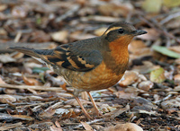 : Ixoreus naevius; Varied Thrush