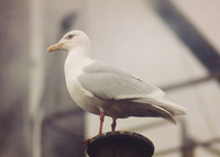 : Larus hyperboreus; Glaucous Gull