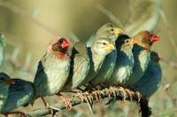 : Quelea quelea; Red-billed Quelea