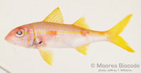 : Mulloidichthys vanicolensis