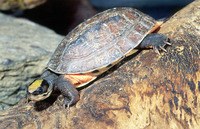 : Cuora trifasciata; Chinese Three-striped Box Turtle