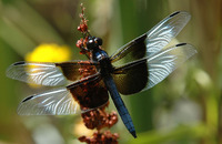 : Libellula luctosa; Widow Skimmer