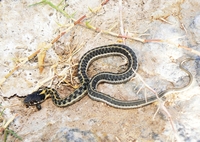 : Thamophis cyrtopsis; Black-necked Garter Snake