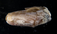 : Lithophaga