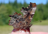 : Polygonia faunus; Green Comma