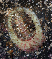 : Placiphorella velata; Veiled Chiton