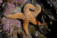 : Pisaster ochraceus; Ochre Sea Star