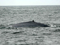 Blue Whale. 14 October 2006. Photo by Tim Shelmerdine