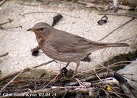 Fig. 1. Black-throated Thrush : 검은목지빠귀