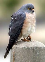 붉은배새매 Accipiter soloensis | Chinese sparrow hawk