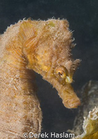 Short snouted seahorse. Babbacombe. Devon. D200, 60mm.