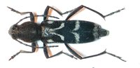 Chlorophorus dominici