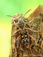 Xylotrechus rusticus var. heroicus