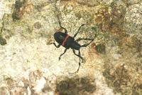 Parachalastinus rubrocinctus