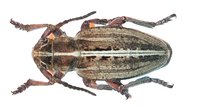 Dorcadion decipiens