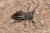 Neodorcadion bilineatum