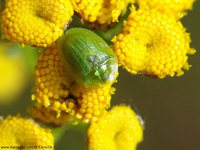 Cassida prasina