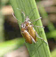 Donacia fennica