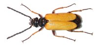 Apalus spectabilis