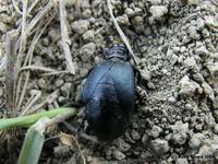 Meloe decorus
