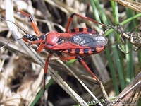 Rhynocoris iracundus