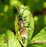 Amblyteles armatorius