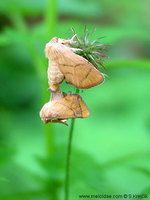 Apoda limacodes - The Festoon