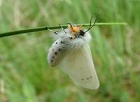 Diaphora mendica - Muslin Moth