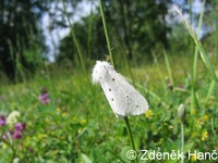 Diaphora mendica - Muslin Moth