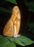 Dryas iulia - Julia