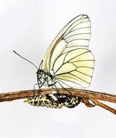 Aporia crataegi - Black-veined White