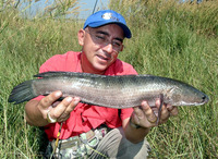 Channa striata, Snakehead murrel: fisheries, aquaculture, aquarium