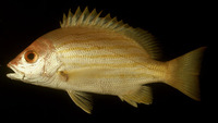 Lutjanus dodecacanthoides, Sunbeam snapper: fisheries